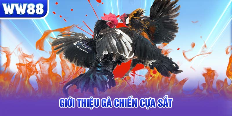 Giới thiệu gà chiến cựa sắt