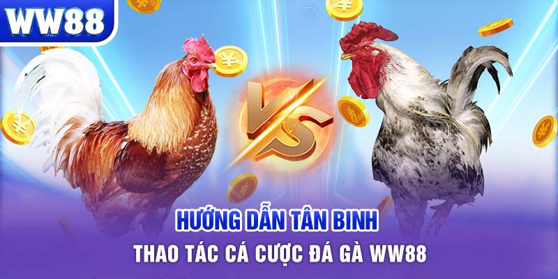 Hướng dẫn tân binh thao tác cá cược đá gà WW88