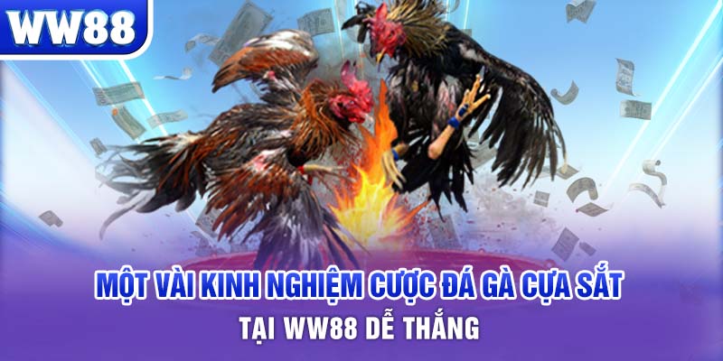 Một vài kinh nghiệm cược đá gà cựa sắt tại WW88 dễ thắng